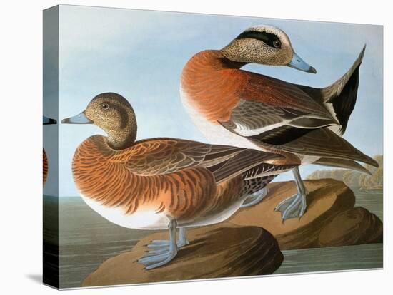 Audubon: Wigeon, 1827-38-John James Audubon-Stretched Canvas