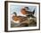 Audubon: Wigeon, 1827-38-John James Audubon-Framed Giclee Print