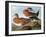 Audubon: Wigeon, 1827-38-John James Audubon-Framed Giclee Print