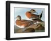 Audubon: Wigeon, 1827-38-John James Audubon-Framed Giclee Print