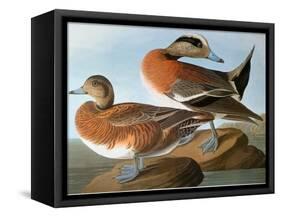 Audubon: Wigeon, 1827-38-John James Audubon-Framed Stretched Canvas