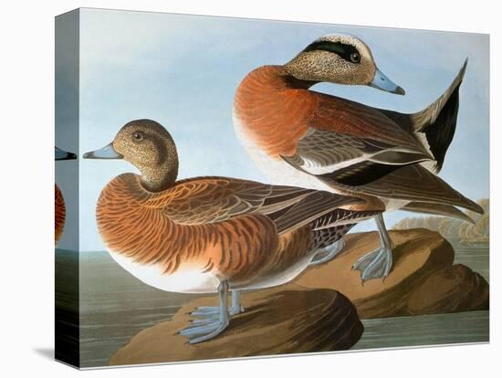 Audubon: Wigeon, 1827-38-John James Audubon-Stretched Canvas