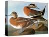 Audubon: Wigeon, 1827-38-John James Audubon-Stretched Canvas