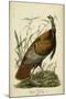 Audubon Wild Turkey-John James Audubon-Mounted Art Print