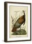 Audubon Wild Turkey-John James Audubon-Framed Art Print