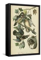 Audubon Wood Duck-John James Audubon-Framed Stretched Canvas