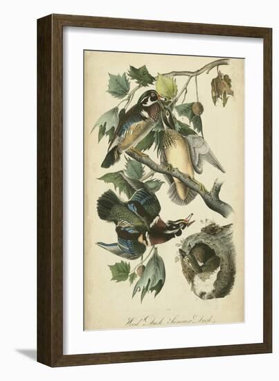 Audubon Wood Duck-John James Audubon-Framed Art Print