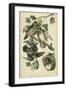 Audubon Wood Duck-John James Audubon-Framed Art Print