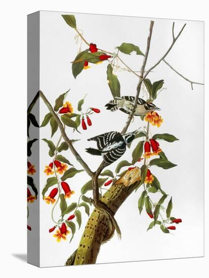 Audubon: Woodpecker, 1827-John James Audubon-Stretched Canvas