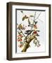 Audubon: Woodpecker, 1827-John James Audubon-Framed Giclee Print