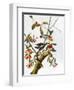 Audubon: Woodpecker, 1827-John James Audubon-Framed Giclee Print