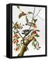 Audubon: Woodpecker, 1827-John James Audubon-Framed Stretched Canvas