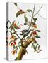 Audubon: Woodpecker, 1827-John James Audubon-Stretched Canvas