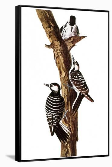 Audubon: Woodpecker-John James Audubon-Framed Stretched Canvas