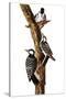 Audubon: Woodpecker-John James Audubon-Stretched Canvas