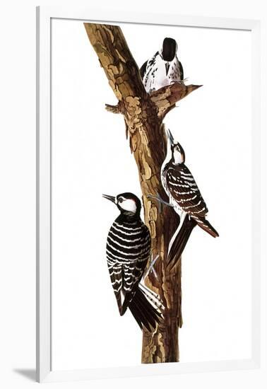 Audubon: Woodpecker-John James Audubon-Framed Giclee Print