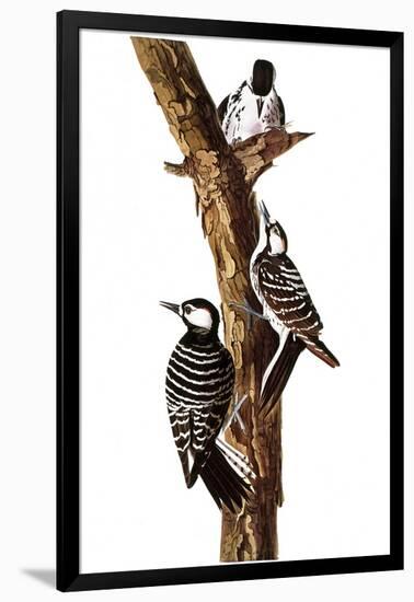 Audubon: Woodpecker-John James Audubon-Framed Giclee Print