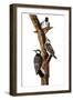 Audubon: Woodpecker-John James Audubon-Framed Giclee Print