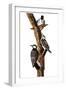 Audubon: Woodpecker-John James Audubon-Framed Giclee Print