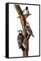 Audubon: Woodpecker-John James Audubon-Framed Stretched Canvas
