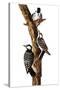 Audubon: Woodpecker-John James Audubon-Stretched Canvas