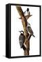 Audubon: Woodpecker-John James Audubon-Framed Stretched Canvas