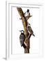 Audubon: Woodpecker-John James Audubon-Framed Premium Giclee Print