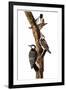 Audubon: Woodpecker-John James Audubon-Framed Premium Giclee Print