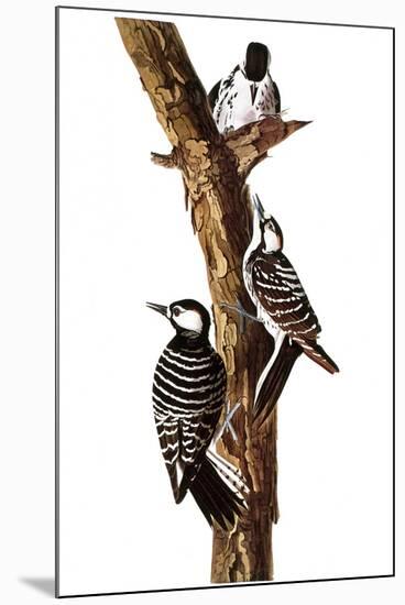 Audubon: Woodpecker-John James Audubon-Mounted Premium Giclee Print