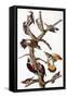 Audubon: Woodpeckers-John James Audubon-Framed Stretched Canvas