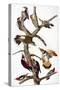 Audubon: Woodpeckers-John James Audubon-Stretched Canvas