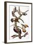 Audubon: Woodpeckers-John James Audubon-Framed Giclee Print