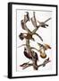 Audubon: Woodpeckers-John James Audubon-Framed Giclee Print