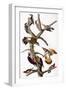 Audubon: Woodpeckers-John James Audubon-Framed Giclee Print