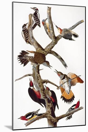 Audubon: Woodpeckers-John James Audubon-Mounted Giclee Print