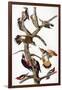 Audubon: Woodpeckers-John James Audubon-Framed Giclee Print