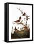 Audubon: Wren-John James Audubon-Framed Stretched Canvas