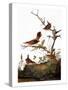 Audubon: Wren-John James Audubon-Stretched Canvas
