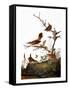 Audubon: Wren-John James Audubon-Framed Stretched Canvas
