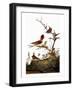 Audubon: Wren-John James Audubon-Framed Giclee Print