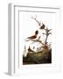 Audubon: Wren-John James Audubon-Framed Giclee Print