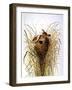 Audubon: Wren-John James Audubon-Framed Giclee Print