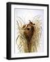 Audubon: Wren-John James Audubon-Framed Giclee Print