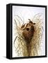 Audubon: Wren-John James Audubon-Framed Stretched Canvas