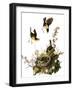 Audubon: Yellow Chat-John James Audubon-Framed Giclee Print