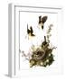 Audubon: Yellow Chat-John James Audubon-Framed Giclee Print