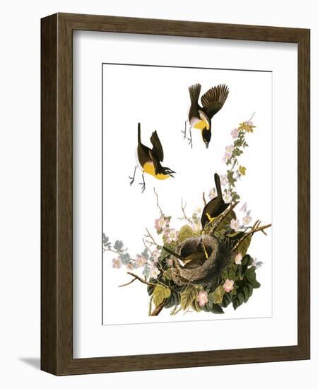 Audubon: Yellow Chat-John James Audubon-Framed Giclee Print