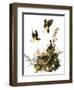 Audubon: Yellow Chat-John James Audubon-Framed Giclee Print