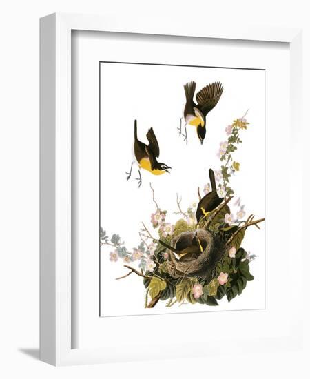 Audubon: Yellow Chat-John James Audubon-Framed Giclee Print