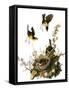 Audubon: Yellow Chat-John James Audubon-Framed Stretched Canvas